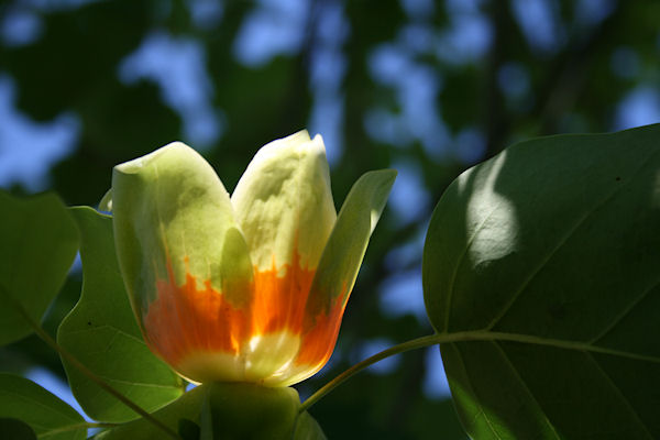 tulip-tree2